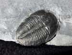 Elrathia kingii (MEEK 1870)  - Bild &copy; FossNet FossilienStore